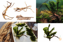 Lade das Bild in den Galerie-Viewer, Aqua Birne - Aufbinde-Service für Wurzeln / Holz / Steine / Deko