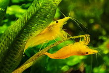 Lade das Bild in den Galerie-Viewer, Yellow Fire Garnelen | Gelbe Garnelen | Neocaridina davidi "Yellow "