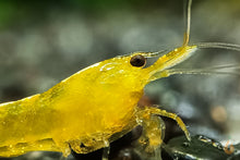 Lade das Bild in den Galerie-Viewer, Yellow Fire Garnele | Gelbe Garnele | Neocaridina davidi "Yellow "