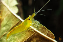 Lade das Bild in den Galerie-Viewer, Yellow Fire Garnele | Gelbe Garnele | Neocaridina davidi "Yellow "