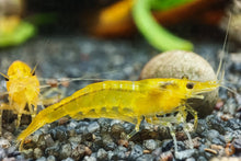 Lade das Bild in den Galerie-Viewer, Yellow Fire Garnele | Gelbe Garnele | Neocaridina davidi "Yellow "