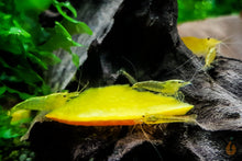 Lade das Bild in den Galerie-Viewer, Yellow Fire Garnelen | Gelbe Garnelen | Neocaridina davidi "Yellow "