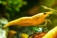 Lade das Bild in den Galerie-Viewer, Yellow Fire Neon Garnele | Neocaridina davidi "Yellow Neon"