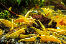 Lade das Bild in den Galerie-Viewer, Yellow Fire Neon mini Garnelen | Neocaridina davidi "Yellow Neon"