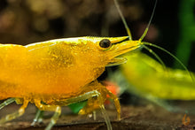 Lade das Bild in den Galerie-Viewer, Yellow Fire Neon Garnele | Neocaridina davidi "Yellow Neon"