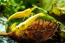 Lade das Bild in den Galerie-Viewer, Yellow Fire Neon Garnele | Neocaridina davidi "Yellow Neon"