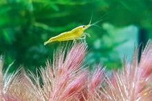 Lade das Bild in den Galerie-Viewer, Yellow Fire Neon Garnele | Neocaridina davidi "Yellow Neon"