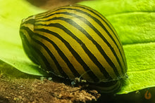 Lade das Bild in den Galerie-Viewer, Spitzwegerich Blätter getrocknet | Premium Qualität mit einer Zebra Rennschnecke im Aquarium