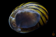 Lade das Bild in den Galerie-Viewer, Zebra Rennschnecke / Napfschnecke | Vittina / Neritina turrita