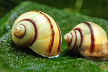 Lade das Bild in den Galerie-Viewer, Gestreifte Zebra Apfelschnecke | Asolene spixi
