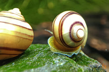 Lade das Bild in den Galerie-Viewer, Gestreifte Zebra Apfelschnecke | Asolene spixi im Nano Aquarium