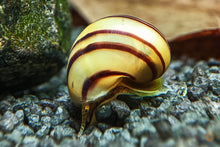 Lade das Bild in den Galerie-Viewer, Gestreifte Zebra Apfelschnecke | Asolene spixi sucht im Bodengrund nach Futter