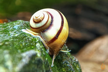 Lade das Bild in den Galerie-Viewer, Gestreifte Zebra Apfelschnecke | Asolene spixi im Aquascaping Aquarium