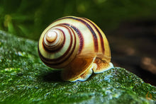 Lade das Bild in den Galerie-Viewer, Gestreifte Zebra Apfelschnecke | Asolene spixi im Aquarium