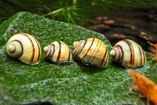 Lade das Bild in den Galerie-Viewer, Gestreifte Zebra Apfelschnecken | Asolene spixi im Aquascape Aquarium