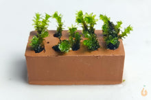 Lade das Bild in den Galerie-Viewer, Nano mini Ziegel / Ziegelstein | Backstein zum Aufbinden von Pflanzen / Moosen