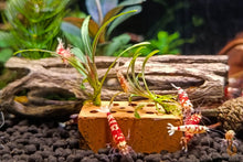 Lade das Bild in den Galerie-Viewer, Nano mini Ziegel / Ziegelstein | Backstein zum Aufbinden von Pflanzen / Moosen