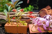 Lade das Bild in den Galerie-Viewer, Nano mini Ziegel / Ziegelstein | Backstein zum Aufbinden von Pflanzen / Moosen und Red Fancy Garnelen