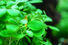 Lade das Bild in den Galerie-Viewer, Zwerg Kardinalslobelie | Lobelia cardinalis "Mini" | In Vitro Aquariumpflanze im Nano Aquarium mit einer Garnele