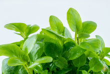 Lade das Bild in den Galerie-Viewer, Zwerg Kardinalslobelie | Lobelia cardinalis "Mini" | In Vitro Aquariumpflanze