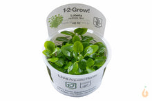 Lade das Bild in den Galerie-Viewer, Tropica - Zwerg Kardinalslobelie | Lobelia cardinalis "Mini" | In Vitro Aquariumpflanze