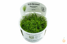 Lade das Bild in den Galerie-Viewer, Tropica - Zwerg Nadelsimse | Eleocharis | In Vitro Aquariumpflanze