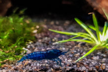 Lade das Bild in den Galerie-Viewer, Blaue Diamond Garnele Neocaridina davidi Blue Diamond im Nano Aquarium