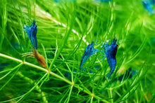 Lade das Bild in den Galerie-Viewer, Blaue Diamond Garnele Neocaridina davidi Blue Diamond im Nanoaquarium