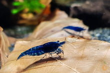 Lade das Bild in den Galerie-Viewer, Blaue Diamond Garnele Neocaridina davidi Blue Diamond im Garnelen Aquarium
