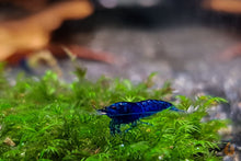 Lade das Bild in den Galerie-Viewer, Blue Diamond Zwerggarnele auf Fissidens Moos