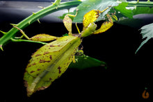 Lade das Bild in den Galerie-Viewer, Wandelendes Blatt mit Jungtier