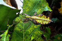 Lade das Bild in den Galerie-Viewer, Wandelendes Blatt Galela