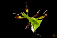 Lade das Bild in den Galerie-Viewer, Wandelendes Blatt Galela