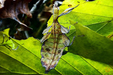 Lade das Bild in den Galerie-Viewer, Wandelendes Blatt Galela