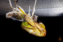 Lade das Bild in den Galerie-Viewer, Wandelendes Blatt bei der Häutung