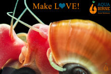 Lade das Bild in den Galerie-Viewer, Paarung / Schnecken sex bei der Orange / Rote Posthornschnecken | PHS rot | Helisoma cf.anceps