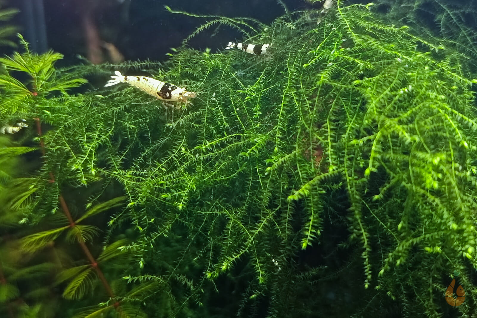 Trauerweidenmoos | Drepanocladus sp. Weeping - Rarität