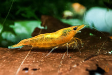 Lade das Bild in den Galerie-Viewer, Orange Sakura Garnele | Neocaridina davidi auf einem Blatt im Aquarium