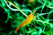 Lade das Bild in den Galerie-Viewer, Orange Sakura Garnele | Neocaridina davidi im Nano Aquarium