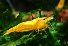 Lade das Bild in den Galerie-Viewer, Orange Sakura Zwerggarnele | Neocaridina davidi