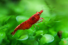 Lade das Bild in den Galerie-Viewer, Rote Sakura Garnele | Neocaridina davidi "Red Sakura" im Aquascape quarium