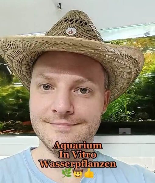▶️ Was sind In Vitro Wasserpflanzen / Aquarium Pflanzen?