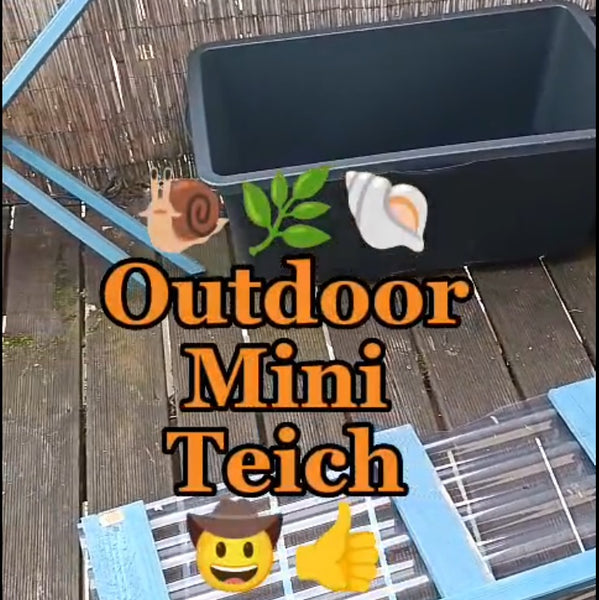 ▶️ Outdoor Mini Teich: Aufbau + Einrichtung + Besatz