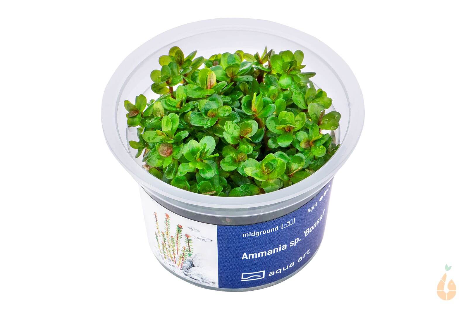 Indische Rotala | Rotala indica Bonsai / Ammania Bonsai