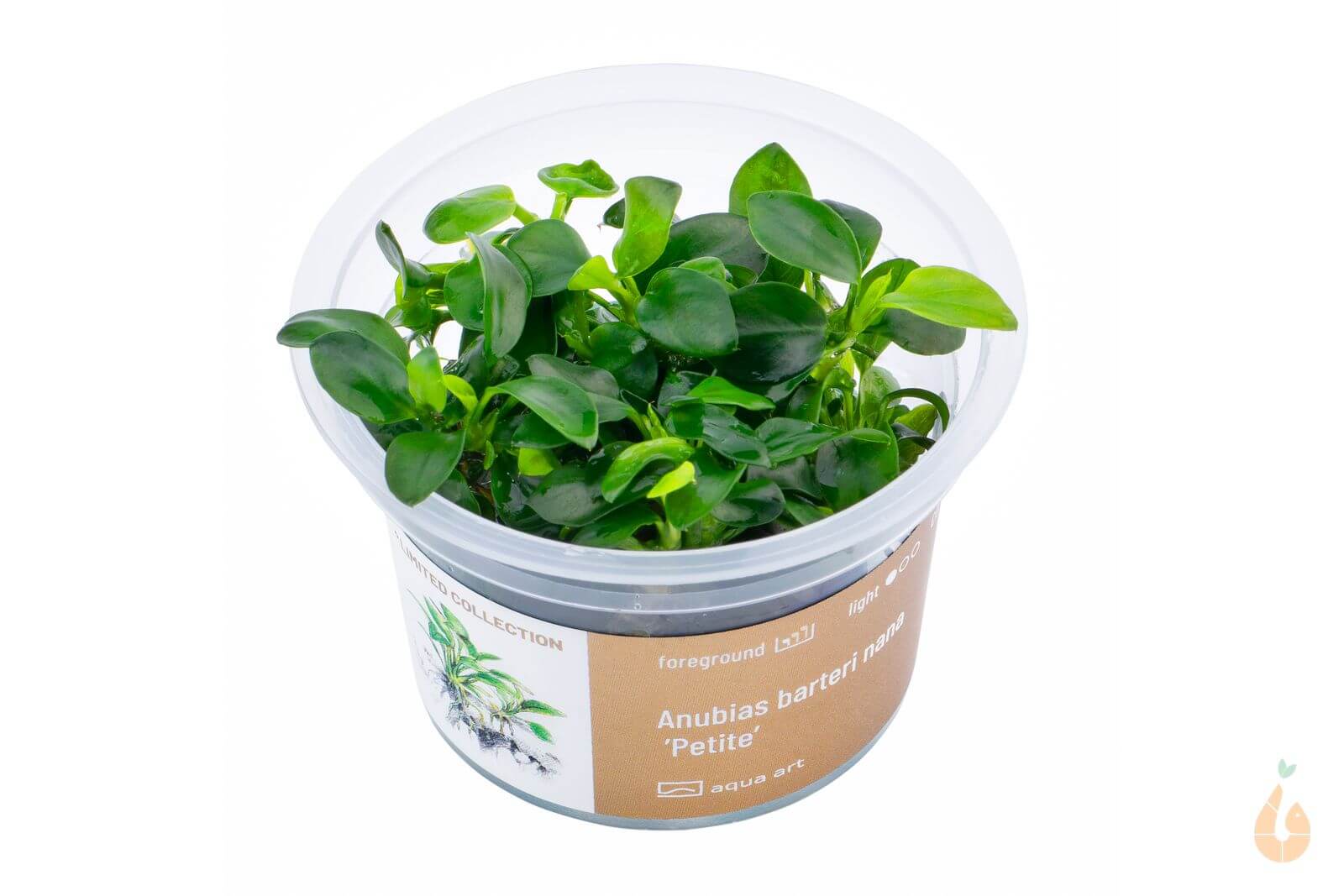 Aqua Art - Anubias barteri nana Petite | Zwergspeerblatt | In Vitro Aquariumpflanze