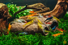 Lade das Bild in den Galerie-Viewer, GlasGarten Crispy Caves | Fressbare Höhle / Unterschlupf im Garnelen Nanoaquarium
