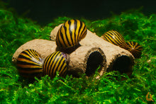 Lade das Bild in den Galerie-Viewer, GlasGarten Crispy Caves | Fressbare Höhle / Unterschlupf im Schneckenaquarium
