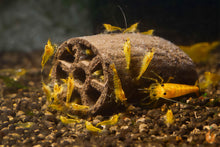 Lade das Bild in den Galerie-Viewer, GlasGarten Crispy Caves | Fressbare Höhle / Unterschlupf im Garnelenaquarium
