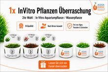 Lade das Bild in den Galerie-Viewer, 1x InVitro Pflanzen Überraschung | 2te Wahl | In Vitro Aquariumpflanze / Wasserpflanze
