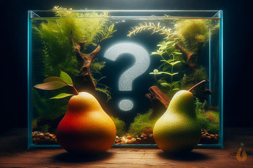 1x Pflanzen Überraschung | 2te Wahl nach meiner Auswahl | In Vitro Aquariumpflanze